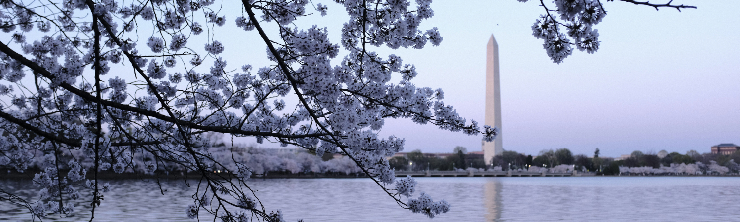Cherry blossoms with the Washington Monument in the background