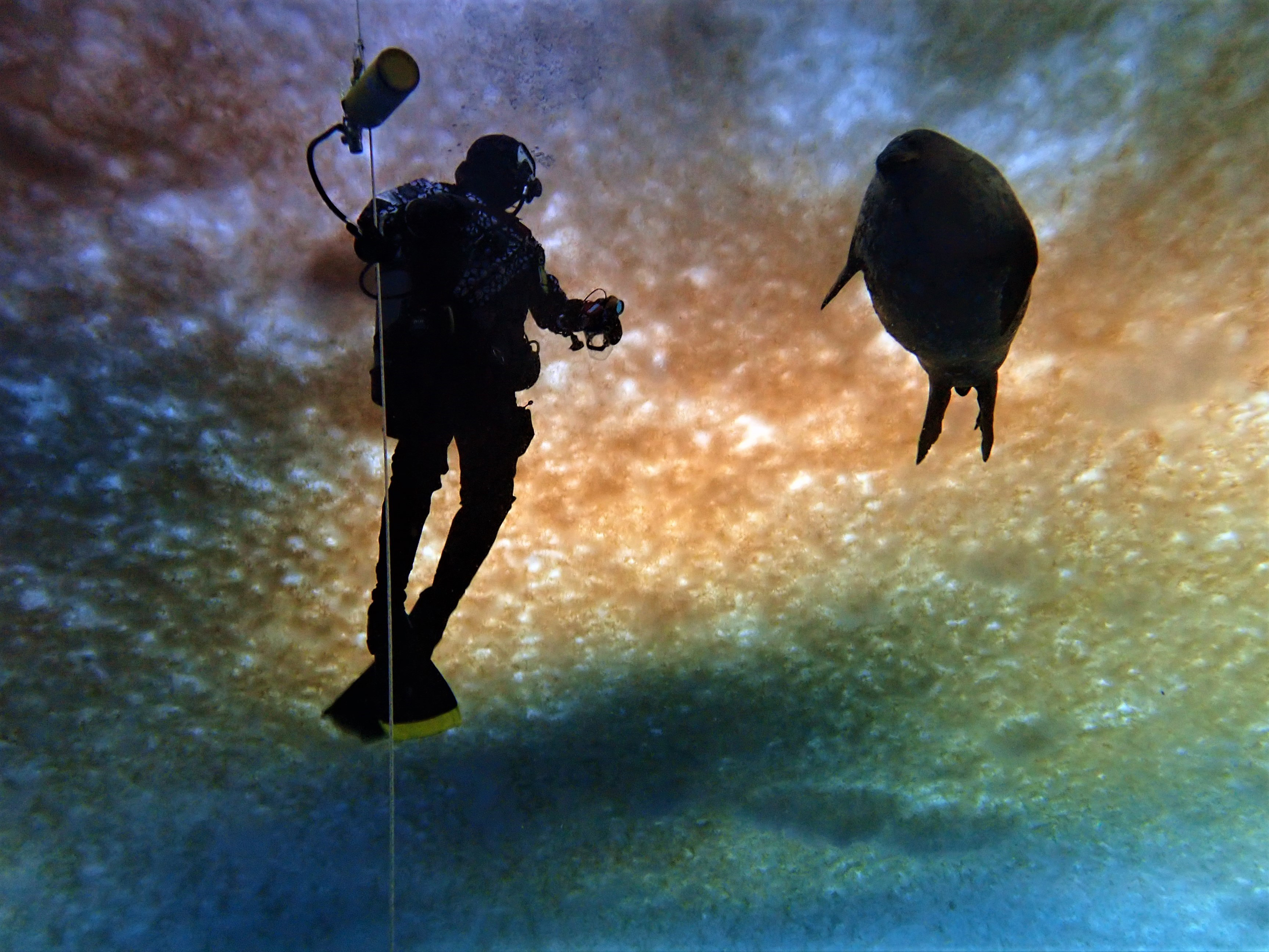 Diver Steve Rupp diving with seals in Antarctica