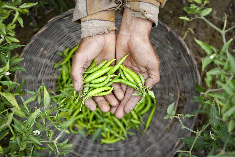 Photo of green chilies in farmer's hands.