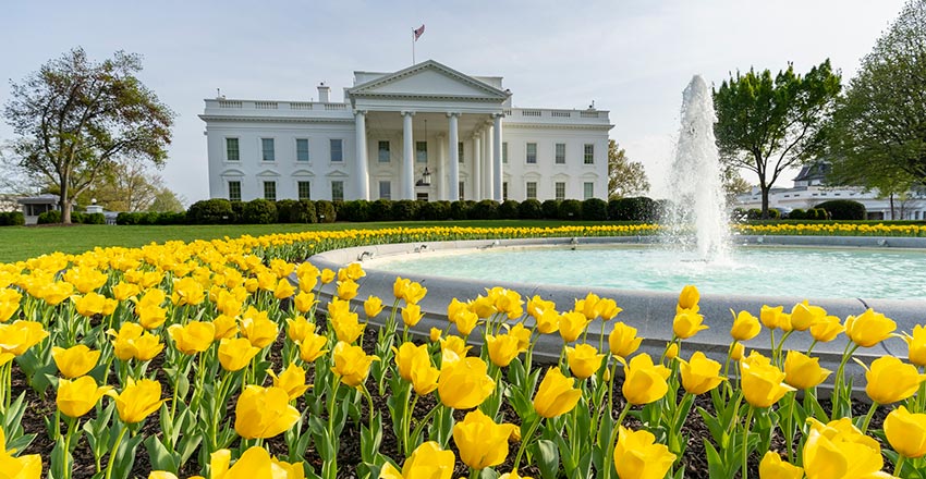 Yellow tulips bloom on the North Lawn of the White House.